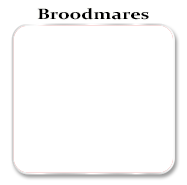 Broodmares